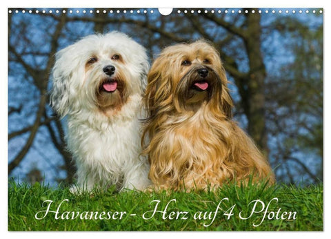 Havaneser - Herz auf 4 Pfoten (Wandkalender 2027 DIN A3 quer), CALVENDO Monatskalender