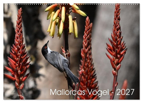Mallorcas Vögel (Wandkalender 2027 DIN A2 quer), CALVENDO Monatskalender