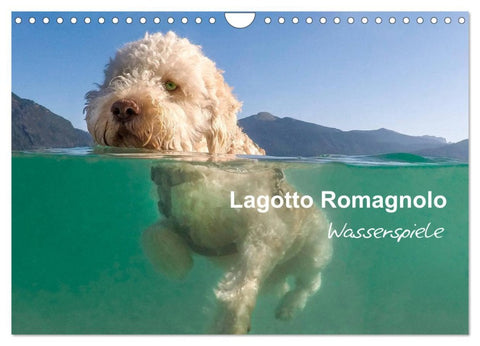Lagotto Romagnolo - Wasserspiele (Wandkalender 2026 DIN A4 quer), CALVENDO Monatskalender