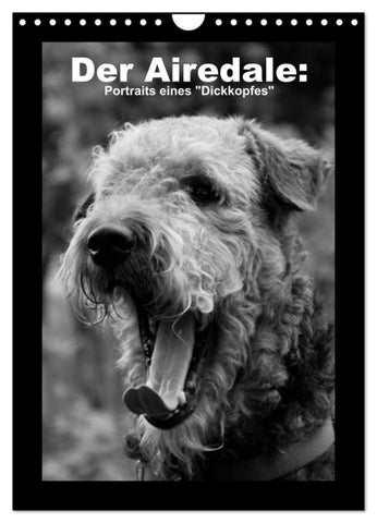 Der Airedale: Portraits eines "Dickkopfes" (Wandkalender 2027 DIN A4 hoch), CALVENDO Monatskalender