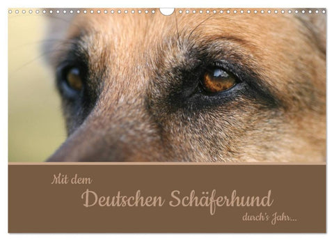 Mit dem Deutschen Schäferhund durch's Jahr (Wandkalender 2026 DIN A3 quer), CALVENDO Monatskalender