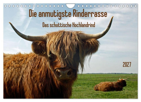 Die anmutigste Rinderrasse - Das schottische Hochlandrind (Wandkalender 2027 DIN A4 quer), CALVENDO Monatskalender