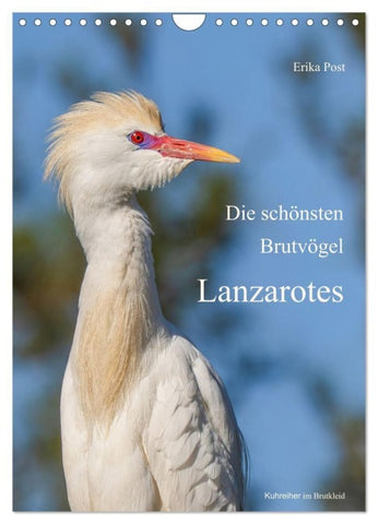 Die schönsten Brutvögel Lanzarotes (Wandkalender 2027 DIN A4 hoch), CALVENDO Monatskalender