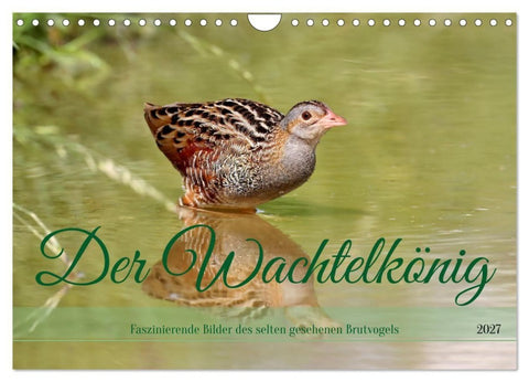 Der Wachtelkönig (Wandkalender 2027 DIN A4 quer), CALVENDO Monatskalender