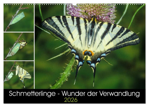 Schmetterlinge - Wunder der Verwandlung (Wandkalender 2026 DIN A2 quer), CALVENDO Monatskalender