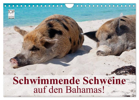 Schwimmende Schweine auf den Bahamas! (Wandkalender 2026 DIN A4 quer), CALVENDO Monatskalender