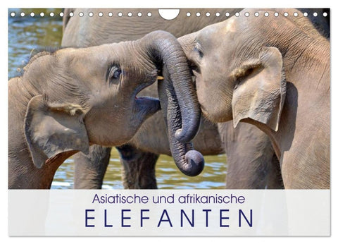 Asiatische und afrikanische Elefanten (Wandkalender 2026 DIN A4 quer), CALVENDO Monatskalender