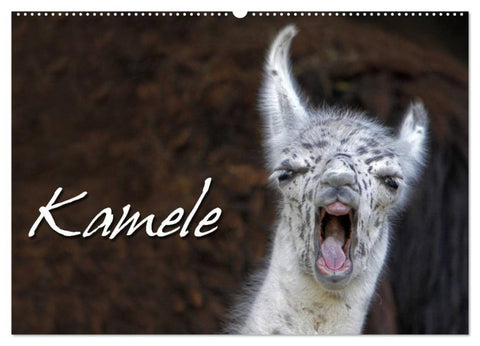 Kamele (Wandkalender 2027 DIN A2 quer), CALVENDO Monatskalender