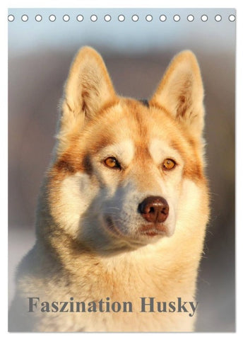 Faszination Husky (Tischkalender 2027 DIN A5 hoch), CALVENDO Monatskalender