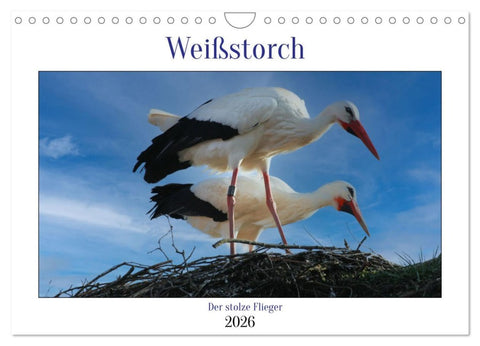 Weißstorch, der stolze Flieger (Wandkalender 2026 DIN A4 quer), CALVENDO Monatskalender