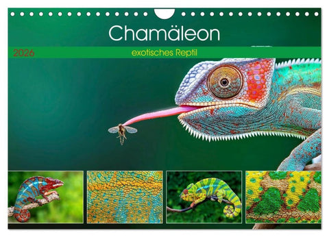 Chamäleon - exotisches Reptil (Wandkalender 2026 DIN A4 quer), CALVENDO Monatskalender