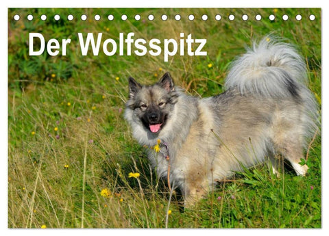 Der Wolfsspitz (Tischkalender 2026 DIN A5 quer), CALVENDO Monatskalender