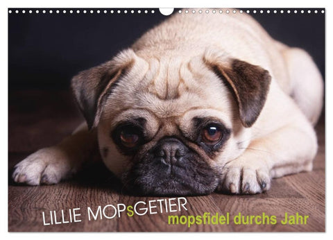 Lillie Mopsgetier - mopsfidel durchs Jahr (Wandkalender 2027 DIN A3 quer), CALVENDO Monatskalender