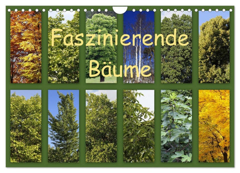 Faszinierende Bäume (Wandkalender 2026 DIN A4 quer), CALVENDO Monatskalender