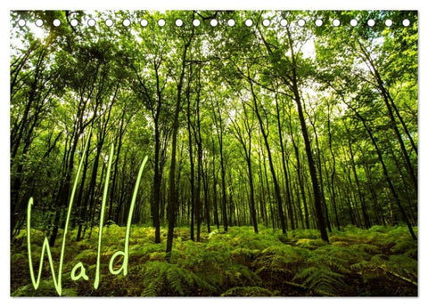 Wald (Tischkalender 2026 DIN A5 quer), CALVENDO Monatskalender
