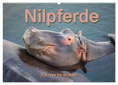 Nilpferde, Kolosse im Wasser (Wandkalender 2027 DIN A2 quer), CALVENDO Monatskalender