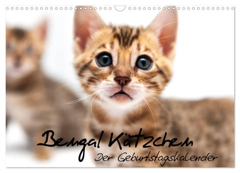 Bengal Kätzchen - Der Geburtstagskalender (Wandkalender 2026 DIN A3 quer), CALVENDO Monatskalender