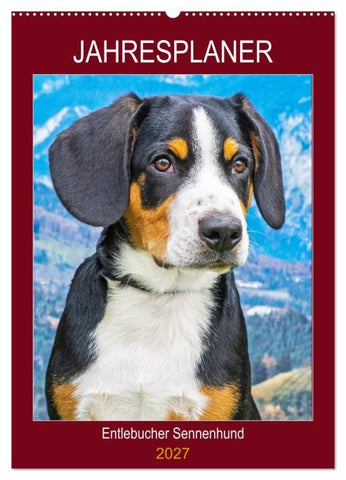 Jahresplaner Entlebucher Sennenhund (Wandkalender 2027 DIN A2 hoch), CALVENDO Monatskalender