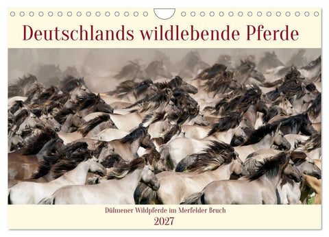 Deutschlands wildlebende Pferde (Wandkalender 2027 DIN A4 quer), CALVENDO Monatskalender