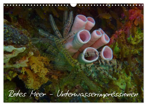 Rotes Meer - Unterwasserimpressionen (Wandkalender 2026 DIN A3 quer), CALVENDO Monatskalender