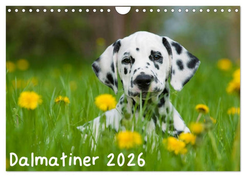 Dalmatiner 2026 (Wandkalender 2026 DIN A4 quer), CALVENDO Monatskalender