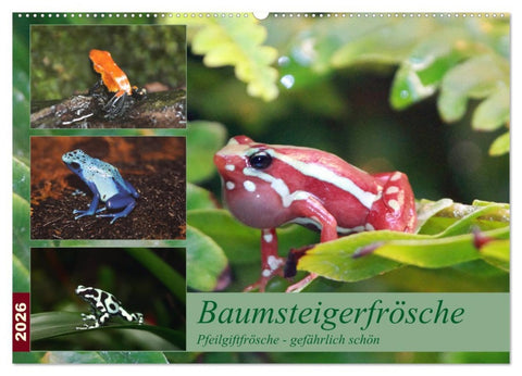 Baumsteigerfrösche. Pfeilgiftfrösche - gefährlich schön (Wandkalender 2026 DIN A2 quer), CALVENDO Monatskalender