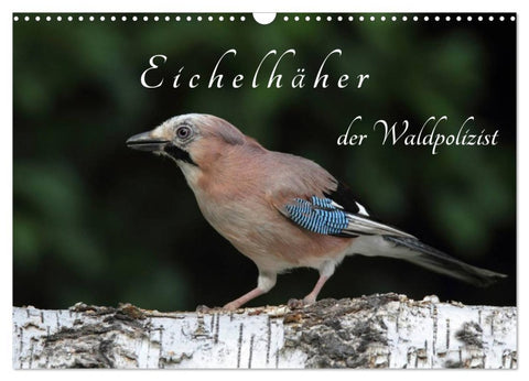 Eichelhäher der Waldpolizist (Wandkalender 2026 DIN A3 quer), CALVENDO Monatskalender