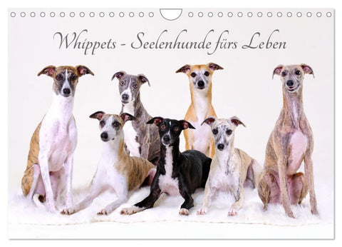 Whippets - Seelenhunde fürs Leben (Wandkalender 2027 DIN A4 quer), CALVENDO Monatskalender