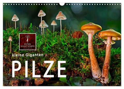 Pilze - kleine Giganten (Wandkalender 2027 DIN A3 quer), CALVENDO Monatskalender