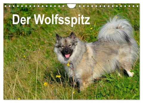 Der Wolfsspitz (Wandkalender 2026 DIN A4 quer), CALVENDO Monatskalender