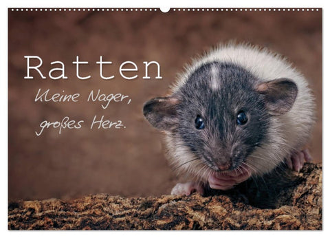 Ratten. Kleine Nager, großes Herz. (Wandkalender 2026 DIN A2 quer), CALVENDO Monatskalender
