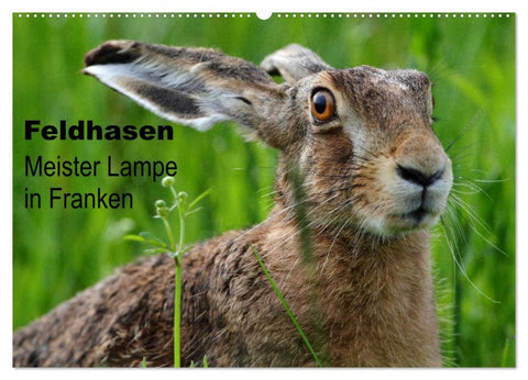 Feldhasen - Meister Lampe in Franken (Wandkalender 2026 DIN A2 quer), CALVENDO Monatskalender