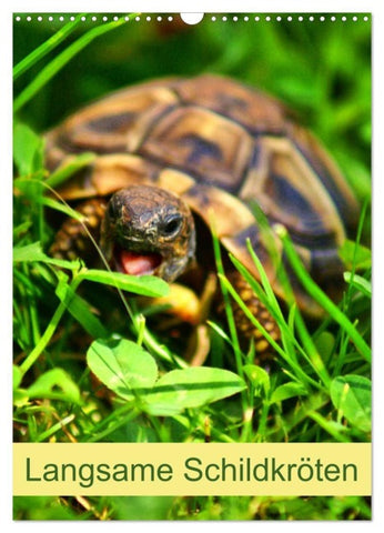 Langsame Schildkröten (Wandkalender 2027 DIN A3 hoch), CALVENDO Monatskalender