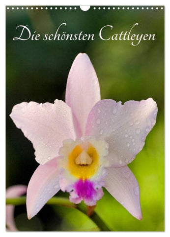 Die schönsten Cattleyen (Wandkalender 2027 DIN A3 hoch), CALVENDO Monatskalender
