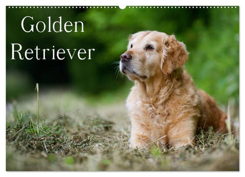 Golden Retriever (Wandkalender 2026 DIN A2 quer), CALVENDO Monatskalender