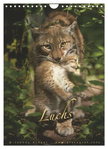 Luchs (Wandkalender 2027 DIN A4 hoch), CALVENDO Monatskalender