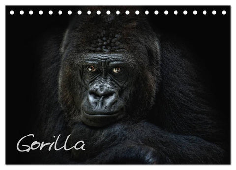 Gorilla (Tischkalender 2026 DIN A5 quer), CALVENDO Monatskalender