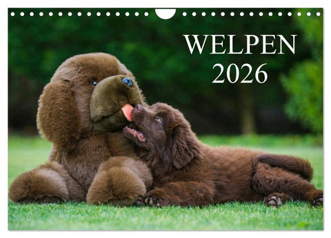 Welpen 2026 (Wandkalender 2026 DIN A4 quer), CALVENDO Monatskalender