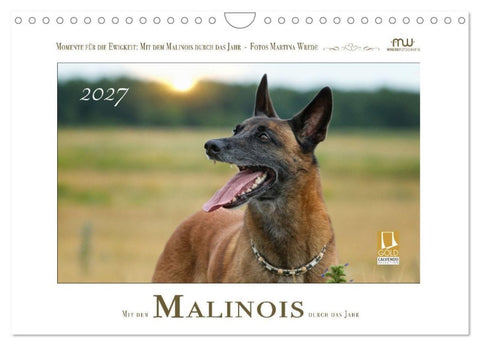 Mit dem Malinois durch das Jahr (Wandkalender 2027 DIN A4 quer), CALVENDO Monatskalender