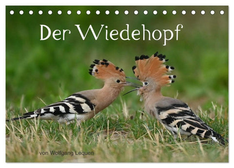 Der Wiedehopf (Tischkalender 2027 DIN A5 quer), CALVENDO Monatskalender