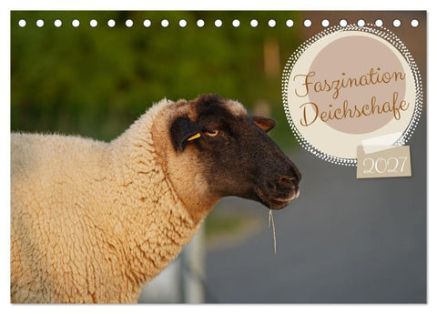 Faszination Deichschafe (Tischkalender 2027 DIN A5 quer), CALVENDO Monatskalender
