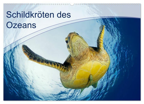 Schildkröten des Ozeans (Wandkalender 2026 DIN A2 quer), CALVENDO Monatskalender
