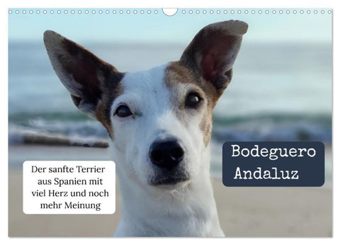 Ratonero Bodeguero Andaluz (Wandkalender 2027 DIN A3 quer), CALVENDO Monatskalender
