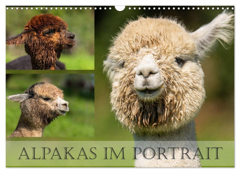 Alpakas im Portrait (Wandkalender 2026 DIN A3 quer), CALVENDO Monatskalender
