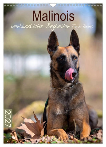 Malinois verlässliche Begleiter (Wandkalender 2027 DIN A3 hoch), CALVENDO Monatskalender