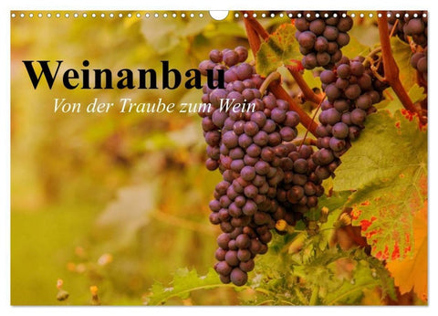 Weinanbau. Von der Traube zum Wein (Wandkalender 2027 DIN A3 quer), CALVENDO Monatskalender