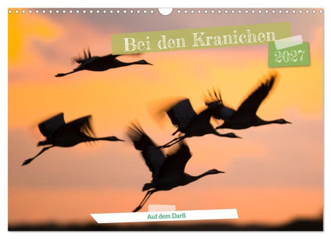 Bei den Kranichen (Wandkalender 2027 DIN A3 quer), CALVENDO Monatskalender