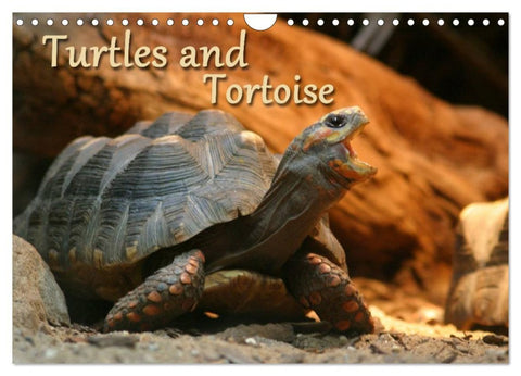 Turtles and Tortoise / UK-Version (Wall Calendar 2026 DIN A4 landscape), CALVENDO 12 Month Wall Calendar