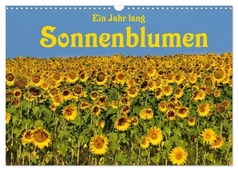 Ein Jahr lang Sonnenblumen (Wandkalender 2027 DIN A3 quer), CALVENDO Monatskalender