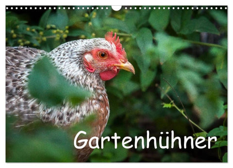 Gartenhühner (Wandkalender 2026 DIN A3 quer), CALVENDO Monatskalender